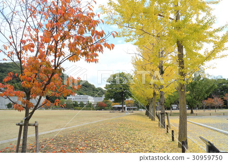 Ginkgo bunches at Shiroyama Park 30959750