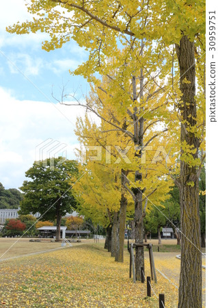 Shiroyama公園的銀杏束 30959751