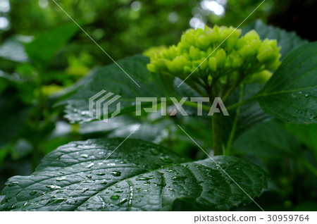 Hydrangea's leaves before coloring Focus in front of the leaves of light on the drop of rain Hydrangea's leaves before coloring Focus in front of the leaves of light on the drop of rain 30959764