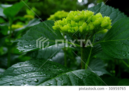 Hydrangea leaves before coloring Focus on light sparkling buds in rain drops Hydrangea leaves before coloring Focus on light sparkling buds in rain drops 30959765
