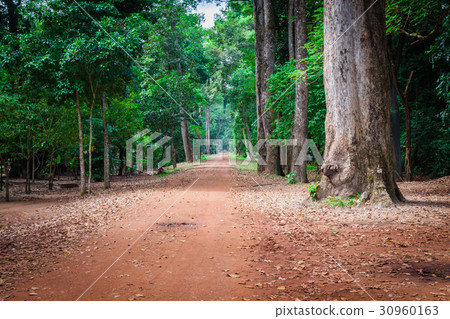 Dirt road through dense rainforest in Cambodia 30960163