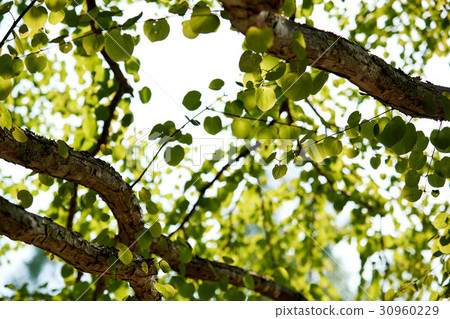 Leaves of tree wigs blown at the plateau of the plateau 30960229