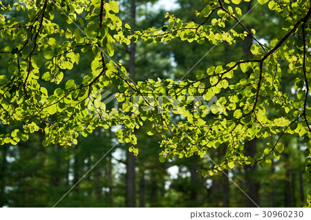 Leaves of tree wigs blown at the plateau of the plateau 30960230