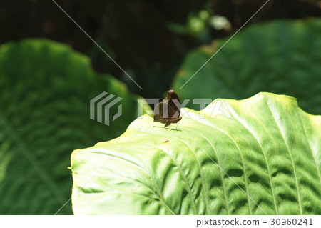 幻蛺蝶 幻蛺蝶 30960241