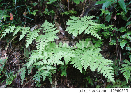 Ferns 30960255