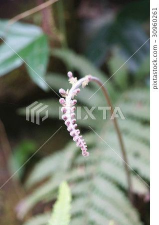 蕨類植物 蕨類植物 30960261