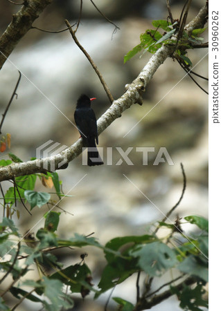 紅嘴黑鵯 紅嘴黑鵯 30960262