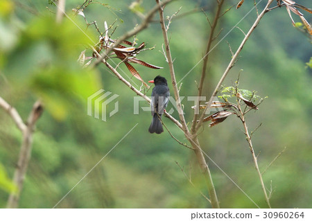 Red-billed blackbird 30960264