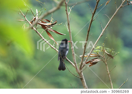 Red-billed blackbird 30960269