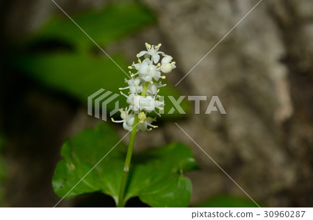 Maiduruso Maiduruso 30960287