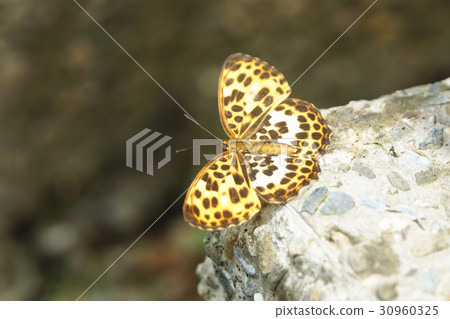 鳳凰蝴蝶 鳳凰蝴蝶 30960325