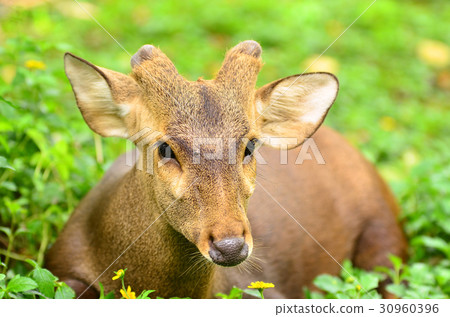 barking deer in khaoyai, Thai 30960396