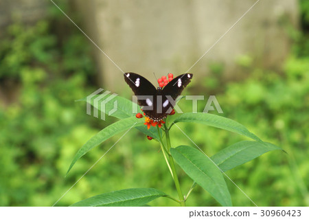 Magic butterfly Magic butterfly 30960423