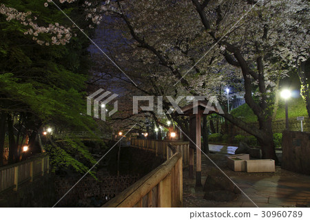 Cherry blossoms, at night's soundless water park Cherry blossoms, at night's soundless water park 30960789