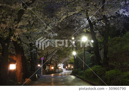 櫻花,夜晚無聲的水上樂園 櫻花,夜晚無聲的水上樂園 30960790