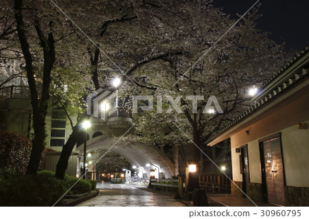 Cherry blossoms, at night's soundless water park 30960795