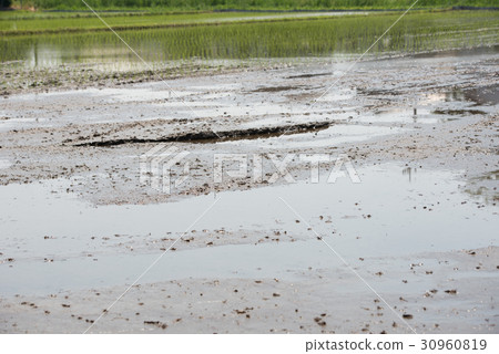 Paddy field rice field agriculture primary industry sixth industry 30960819