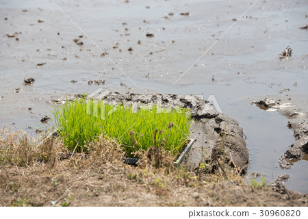 Paddy field rice field agriculture primary industry sixth industry 30960820