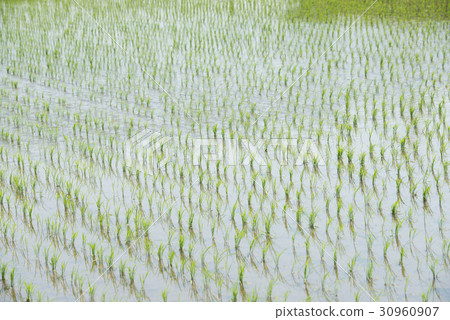 Paddy field rice field agriculture primary industry sixth industry Paddy field rice field agriculture primary industry sixth industry 30960907