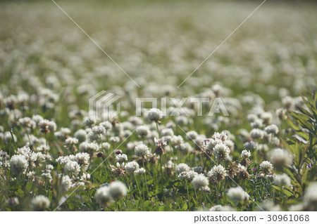 白三葉草 30961068