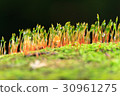 closeup macro of mushroom haircap moss sponge 30961275