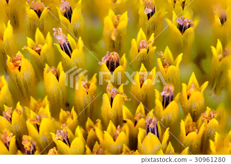 Macro texture core of sunflower sunflower closeup 30961280
