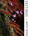closeup of Begonia plant in the nature 30961285