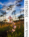 purple flowers pine tree forest with sunset light 30961286