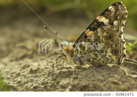 Butterfly Vanessa cardui on ground. Painted lady Butterfly Vanessa cardui on ground. Painted lady 30961471