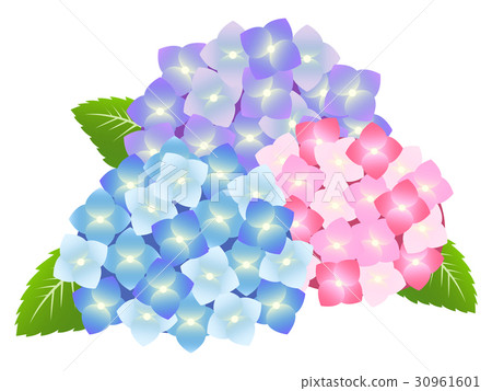 Flower · Illustration (hydrangea / hydrangea) 01 Flower · Illustration (hydrangea / hydrangea) 01 30961601