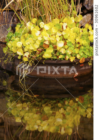 Yellow leaves Yellow leaves 30961682