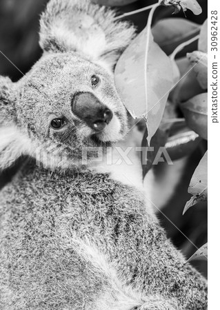 Koala In A Eucalyptus Tree Black And White Stock Photo