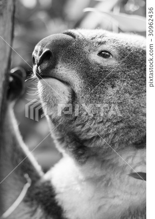 Koala in a eucalyptus tree. Black and White 30962436