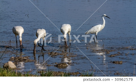 Group of spoonbill birds and little egret Group of spoonbill birds and little egret 30962579
