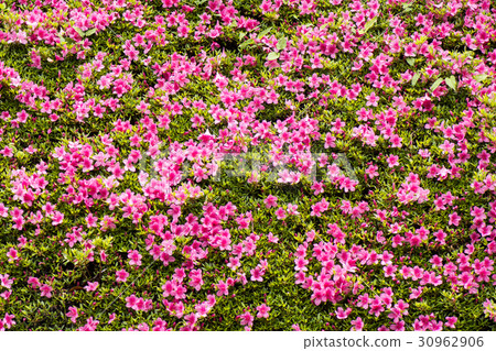 Satsuki in full bloom 30962906