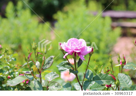 玫瑰花朵藍色巴渝 30963317