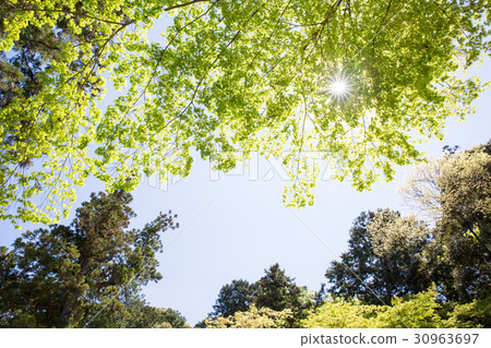 A beautiful fresh green image 30963697