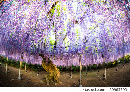 Ashikaga Flower Park Murasaki Wisteria Evening Sunset 30963793
