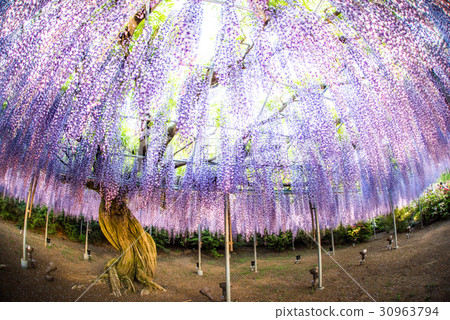 Ashikaga Flower Park Murasaki Wisteria Evening Sunset Ashikaga Flower Park Murasaki Wisteria Evening Sunset 30963794