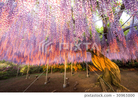 足利花卉公園Murasaki紫藤晚上日落 足利花卉公園Murasaki紫藤晚上日落 30963800