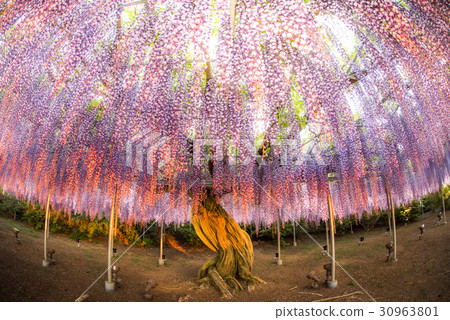 足利花卉公園Murasaki紫藤晚上日落 30963801