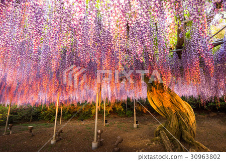 Ashikaga Flower Park Murasaki Wisteria Evening Sunset Ashikaga Flower Park Murasaki Wisteria Evening Sunset 30963802