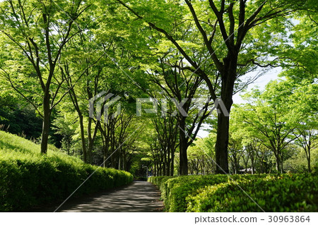 May Atsugi 30 Fresh green zelkova tree trees · Mori Nori 30963864