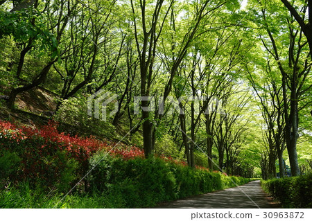 May Atsugi 38新鮮的綠色櫸樹樹木•Mori Nori 30963872