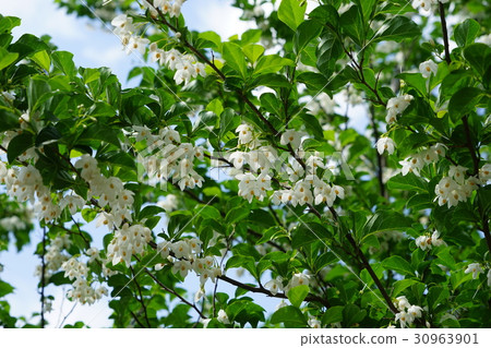 May flower Egonoki · Egonomaceae 48 Koganei Park May flower Egonoki · Egonomaceae 48 Koganei Park 30963901