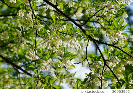 May Flower Egonoki · Egonomaceae 52 Koganei Park 30963905
