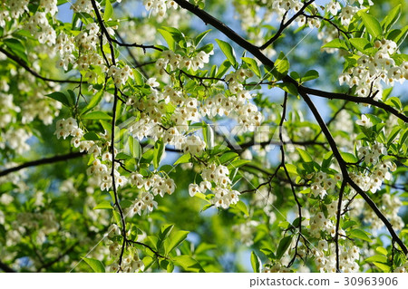 May flower Egonoki · Egonomaceae 53 Koganei Park 30963906