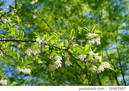 五月花Egonoki·Egonomaceae 54 Koganei Park 30963907