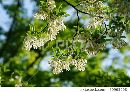 May Flower Egonoki·Egonomaceae 55 Koganei Park 30963908