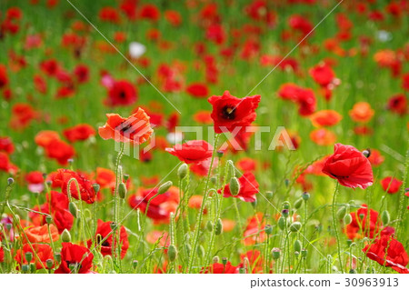 May flower Petri dish Poppy and poppy family 86 Koganei Park May flower Petri dish Poppy and poppy family 86 Koganei Park 30963913